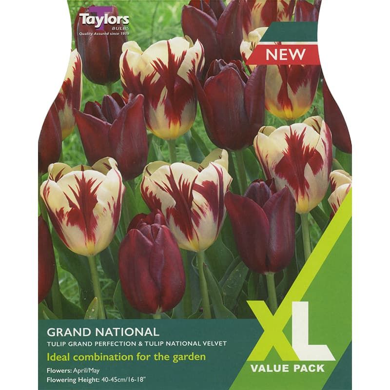 Tulip 'Grand National Mix'